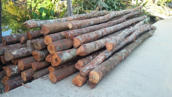 Erizal Sebut Bahan Material Sudah Dikirim. Kok Kayu Abar Tiba ?